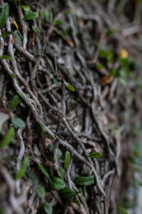 CachoeiraDoc prorroga inscrições até 17 de março