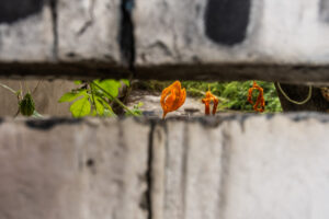 10ª edição do CachoeiraDoc abre inscrições nesta quarta-feira (19)